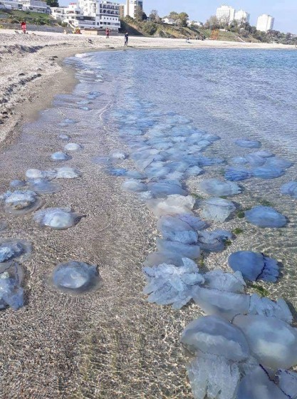Invazie de meduze albastre la Eforie Nord